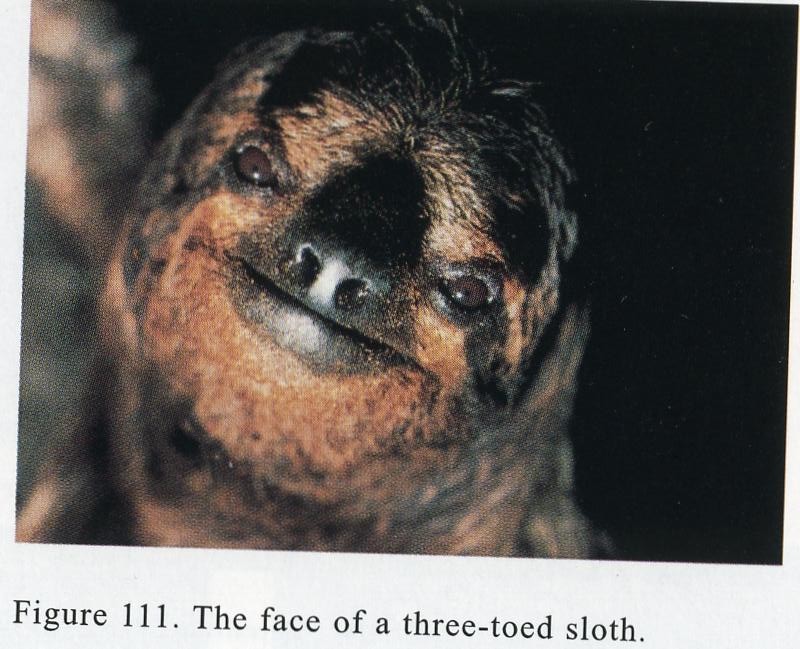 how does the three toed sloth eat its food